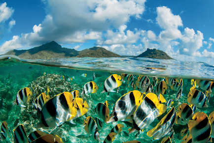 D_TR_Tahiti_001_cc-1