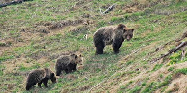 bear